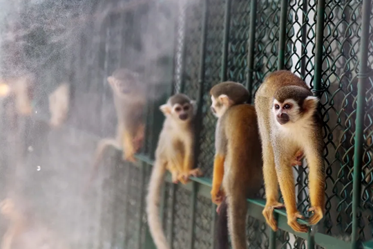  鄭州野生動物園噴霧降溫案例